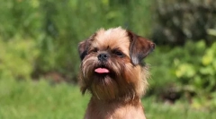 Brisel griffon